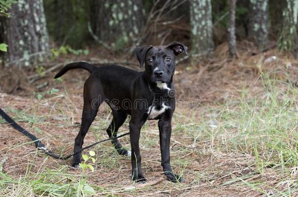 黑的斗牛犬实验室混合的小狗狗在户外向拴猎狗的皮带