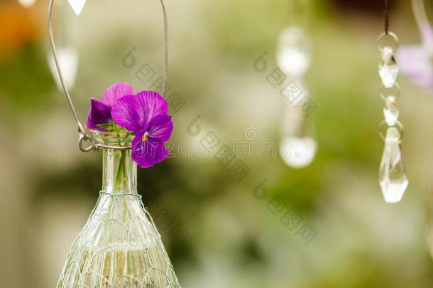 绞死花采用<strong>玻璃花盆</strong>,花卉栽培技术装饰