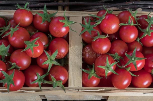 新鲜的富有色彩的成熟的番茄秋遗产.小的红色的樱桃雄动物