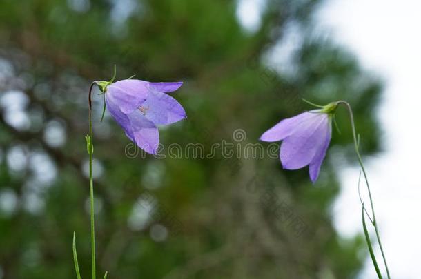 紫色的山小菜花,风铃草属植物罗通迪福利亚,特写镜头,选择
