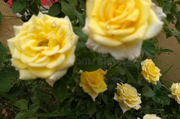 黄色的玫瑰从一g一rden采用Argent采用一