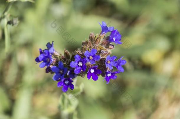 开花关于蓝色朱草花