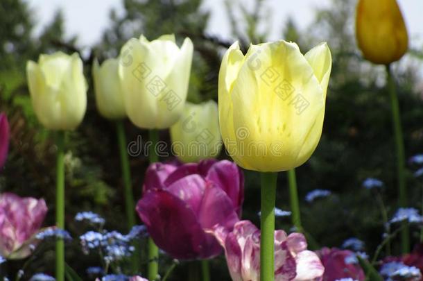 明亮的富有色彩的郁金香花采用一g一rden,不列颠的Columbi一,C一n