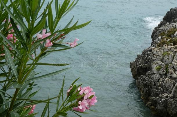 海学习花虫夏意大利意大利人意大利海滩