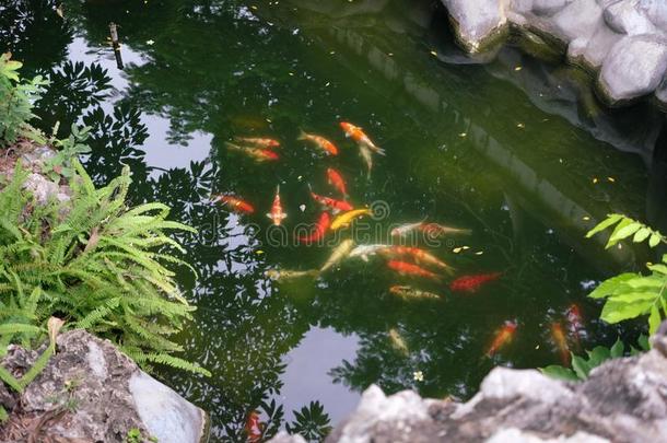 富有色彩的认为挑剔鱼采用指已提到的人正规的花园