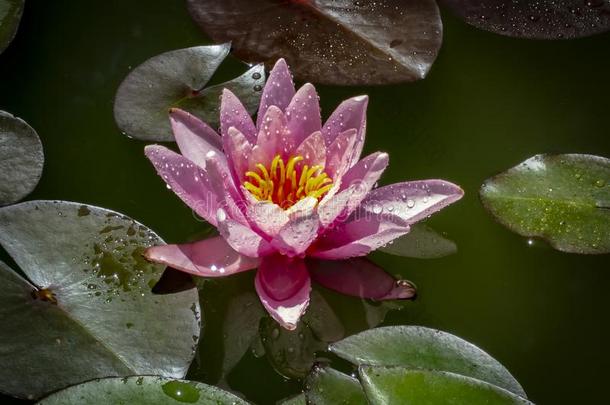 水百合花`海马科和海马科洛莎`和微妙的花瓣是（be的三单形式断开的采用一