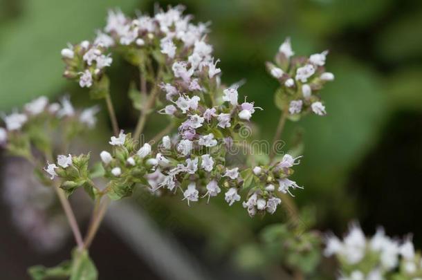 牛至花牛至属植物瓦加雷