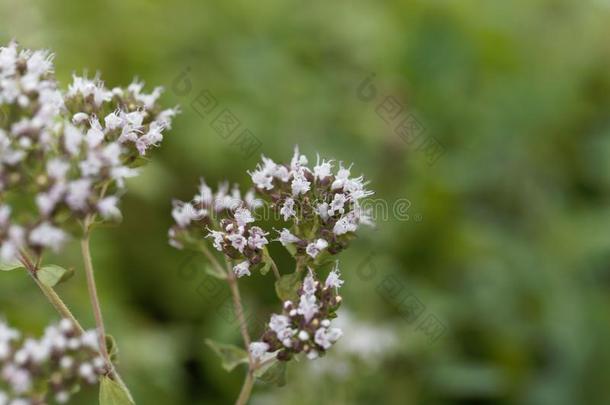 牛至花牛至属植物瓦加雷