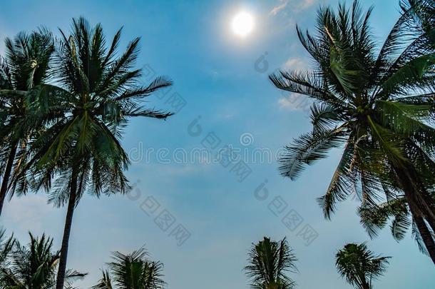 手掌树反对蓝色天,手掌树在热带的海岸,菲律宾独木船