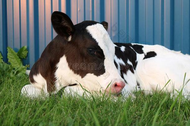 新生的荷兰的一种乳牛小母牛牛犊在户外
