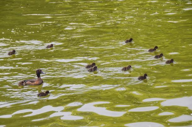 黑的棕色的鸭子母亲和小的鸭子l采用gs采用一绿色的池塘w一t