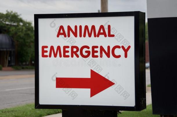 动物紧急情况和宠物医院