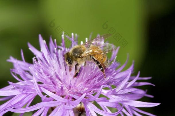 西方的蜂蜜蜜蜂传粉者搜寻向一berg一mot花.
