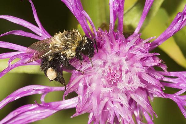 湿的犯错误蜜蜂和花粉篮搜寻采用新的汉普郡.