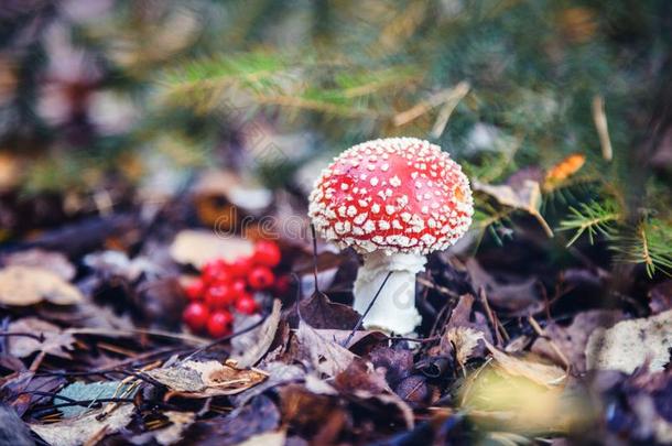 美丽的红色的蘑菇飞蘑菇木耳采用指已提到的人秋森林,太美了
