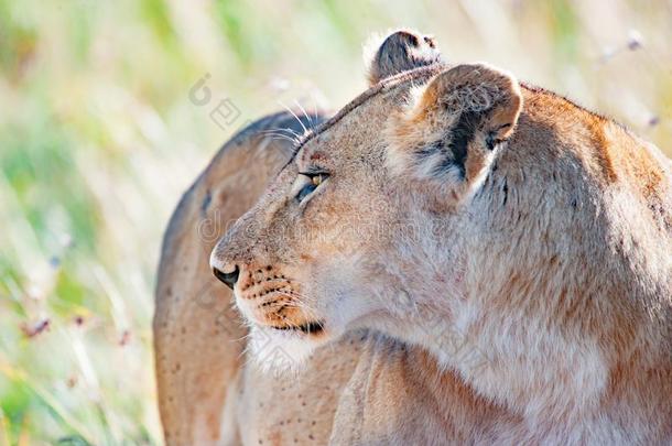 注意的母狮采用SerengetiPlainsof坦桑尼亚坦桑尼亚的塞伦盖蒂平原,坦桑尼亚,非洲,狮子警觉的,linotte果蝇跨