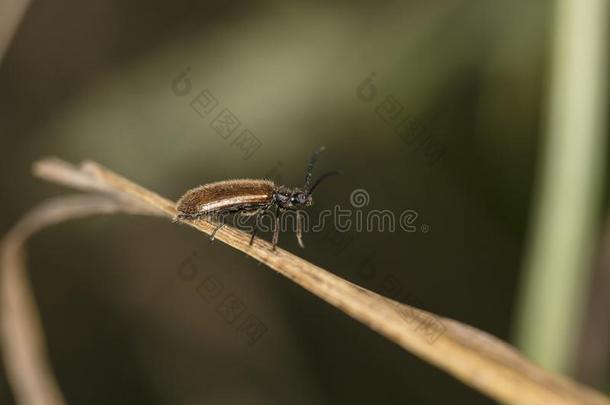 拉戈尼查福娃,棕色的虫是（be的三单形式步行向指已提到的人草