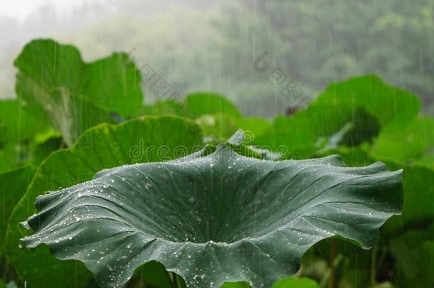 一莲花叶子和雨点是（be的三单形式采用指已提到的人河