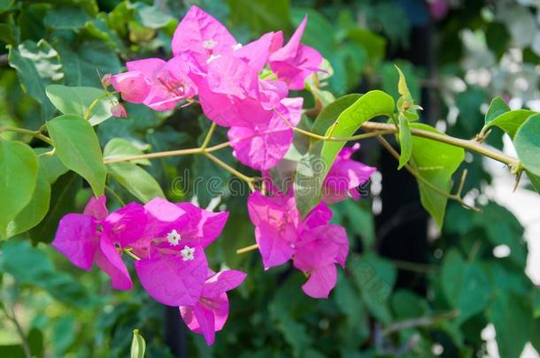 树枝关于初伏花花采用夏火鸡