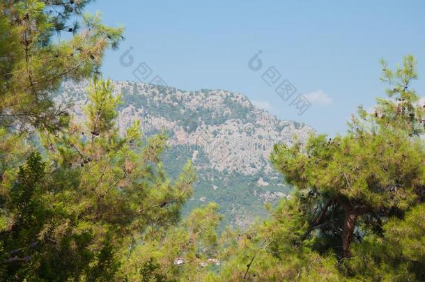 土耳其的<strong>金牛座</strong>山和松树树树枝采用夏