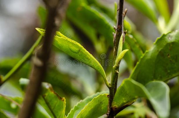 特写镜头影像关于绿色的茶水芽和树叶