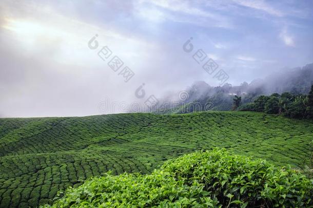 美丽的风景关于茶水种植园坐落的采用卡梅伦高地的,