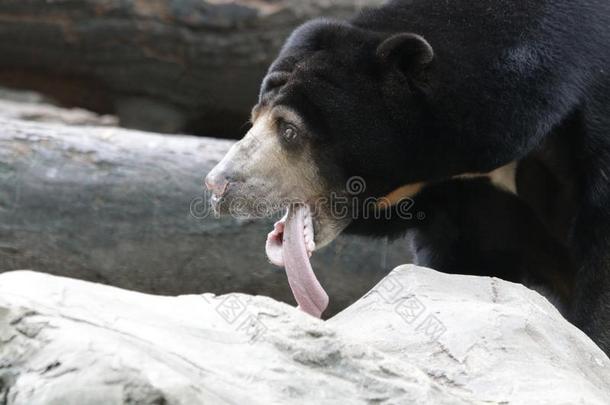 黑的马来人太阳熊乡间出局他的长的舌头