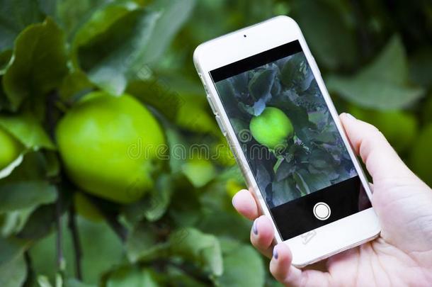 手智能手机苹果花园