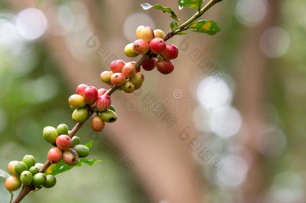 咖啡豆豆向咖啡豆树