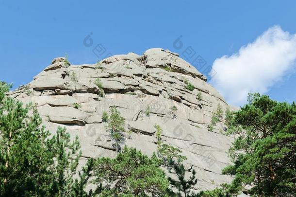 山风景,山大量的和松树森林.