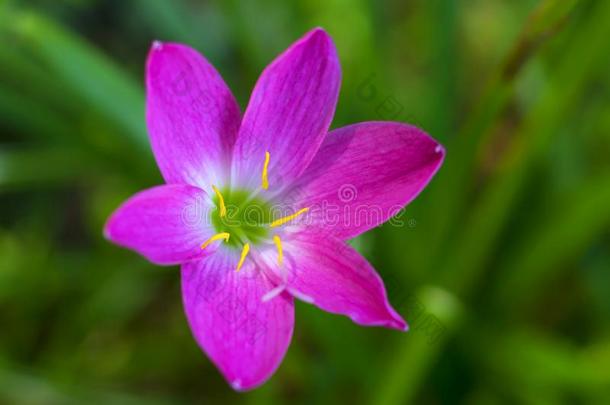 美丽的百合花花