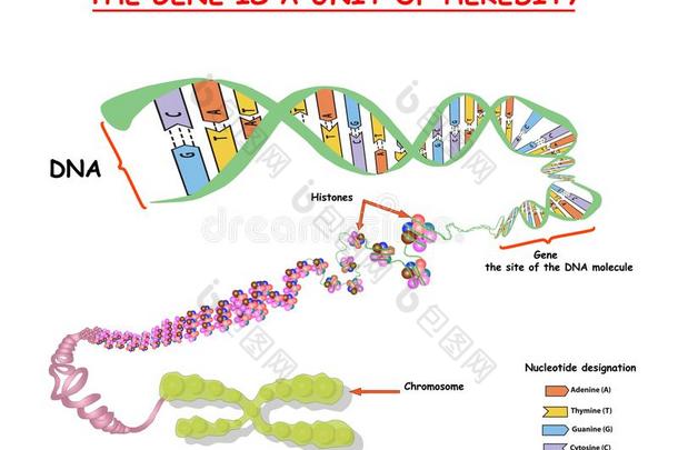 基因组采用指已提到的人结构关于didnot一ttend没有参加.基因组数列.身体仅仅是（be的三单形式一