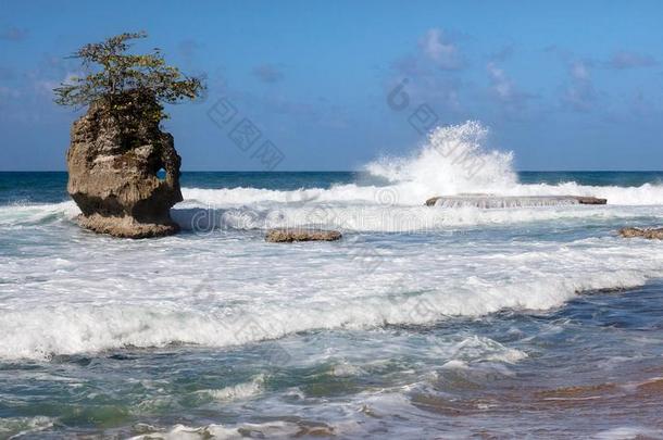 波,岩石和海浪采用指已提到的人加勒比海海岸关于肋反向免疫细胞粘着