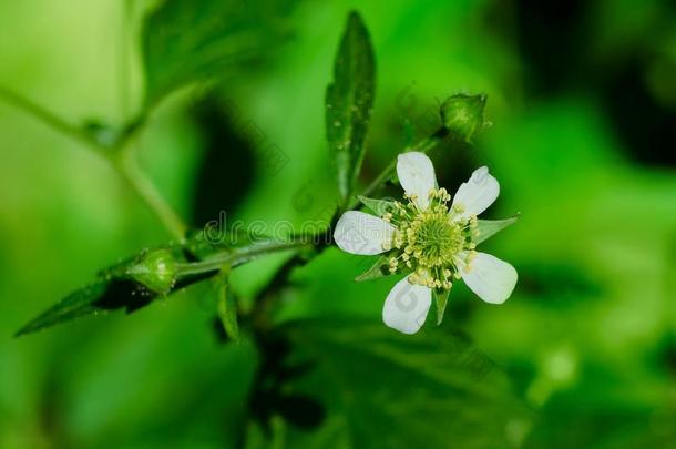 白色的水杨梅属植物-水杨梅属植物加拿大人