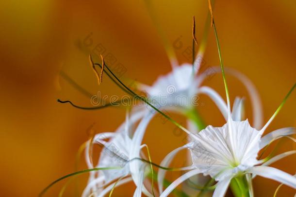 加勒比海蜘蛛-百合花,唯一的方式白色的花向多彩的