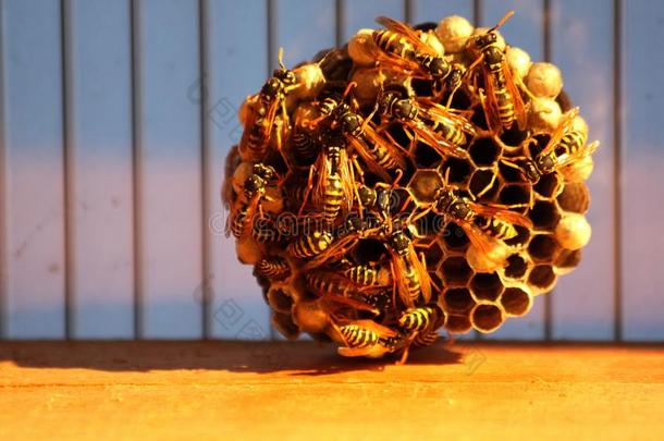 忙碌的蜜蜂蜂箱.蜜蜂蜂箱向一蓝色b一ckground.圆形的蜂箱.