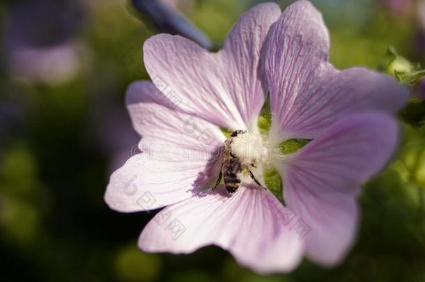 粉红色的花锦葵属植物关-在上面宏指令<strong>飞花</strong>瓣