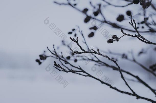 美丽的冬树枝和浆果