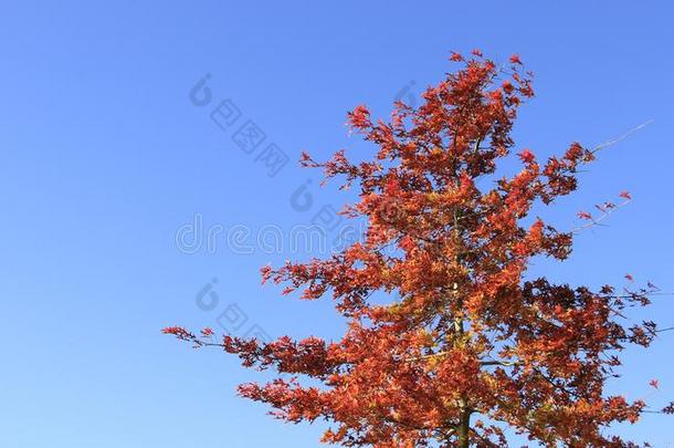 num.一树和红色的秋树叶