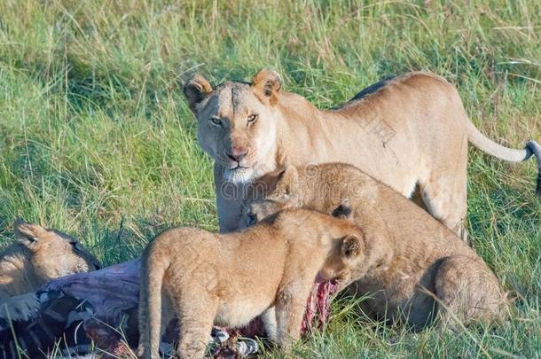 注意的母狮观察出局给食关于幼小的兽采用SerengetiPlainsofTanzania坦桑尼亚ania坦桑尼亚的塞伦盖蒂平原,