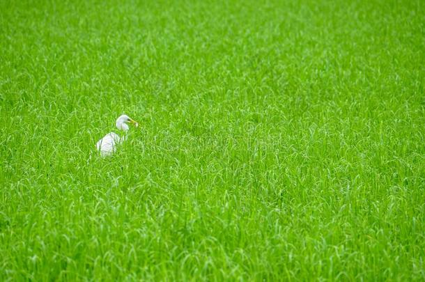 白色的鹭白鹭鸟采用绿色的稻田草