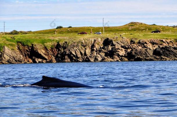 驼背鲸从落下指已提到的人海岸关于博纳维斯塔,纽芬兰和拉伯