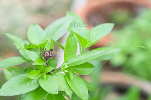甜的罗勒属植物草生长的采用一一一一罗勒属图片-包图网企业站