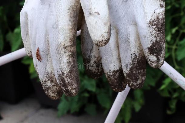 一白色的手套和黏土向手指后的花园使工作