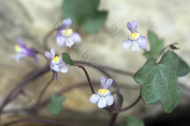 响尾兰壁画小的黑矢车菊采用花,金鱼草紫色的英语字母表的第22个字母