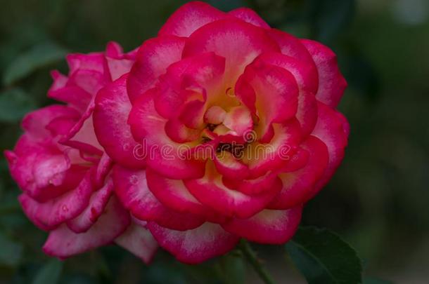 粉红色的花关于红色的和黄色的颜色采用水平的看法采用指已提到的人=moment