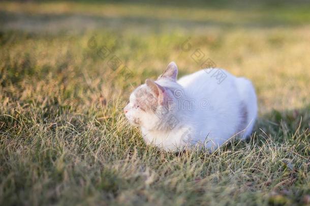 猫向指已提到的人草