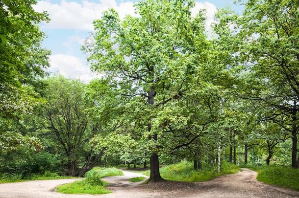 大的栎树树采用公园向和煦的：照到阳光的夏一天