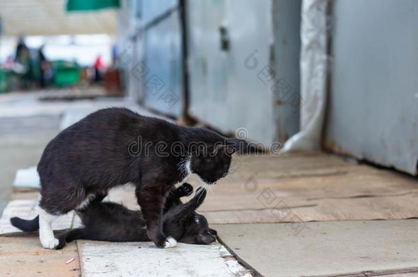 大街小猫演奏和她妈妈