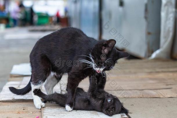 大街小猫演奏和她妈妈